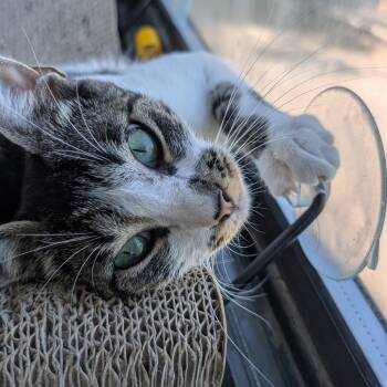 Rescue Domestic Short Hair Cats for Adoption in New York, New York - Miu Miu | PetCurious