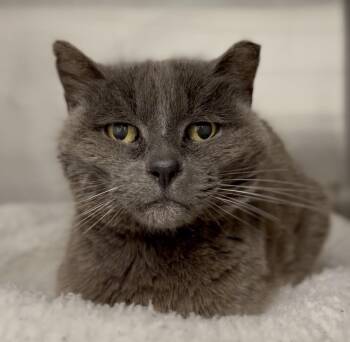 Domestic Short Hair Cats Available for Adoption in Jamestown, California - Blue | PetCurious