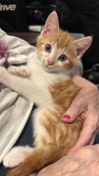 Apollo -  Domestic Short Hair Cat for Adoption in Waxhaw, North Carolina - Apollo | PetCurious