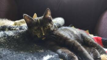 Lillian -  Domestic Short Hair Cat for Adoption in Chesapeake Beach, Maryland - Lillian | PetCurious