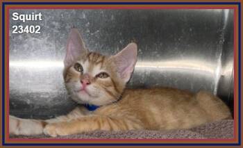 SQUIRT (see also littermates) -  Domestic Short Hair and Tabby Cat for Adoption in Marietta, Georgia - SQUIRT (see Also Littermates) | PetCurious
