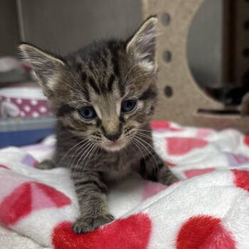 Oliver -  Domestic Short Hair Cat for Adoption in Galax, Virginia - Oliver | PetCurious