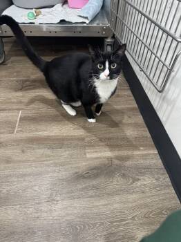 Rescue Domestic Short Hair Cats for Adoption in Brewster, New York - Prince | PetCurious