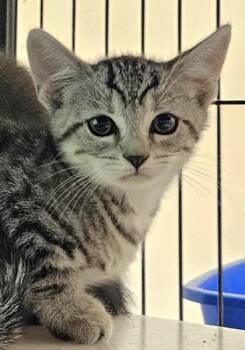 Lucille -  Domestic Short Hair Cat for Adoption in New Hope, Pennsylvania - Lucille | PetCurious