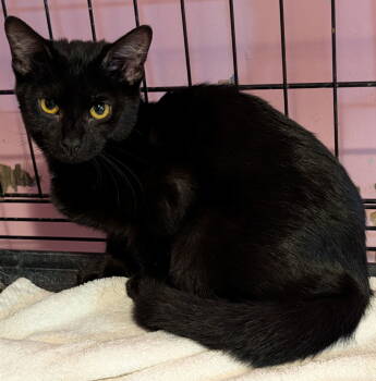 Rescue Domestic Short Hair Cats for Adoption in Pompano Beach, Florida - Tippy Toes | PetCurious