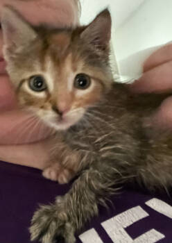 Rescue Domestic Short Hair Cats for Adoption in St. Cloud, Minnesota - Sour Patch | PetCurious