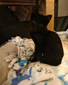 Roo -  Domestic Short Hair Cat for Adoption - Roo | PetCurious