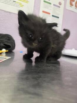 60895701 -  Domestic Short Hair Cat Available for Adoption in El Paso, Texas - 60895701 | PetCurious