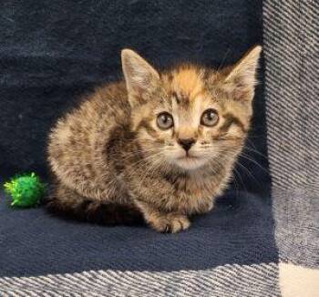 Ivy -  Domestic Short Hair Cat Available for Adoption in Bucyrus, Ohio - Ivy | PetCurious
