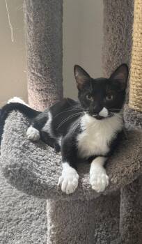 Rescue Tuxedo Cats for Adoption in Schertz, Texas - Comet (TS) | PetCurious