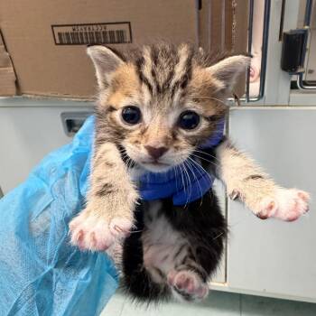 Markus -  Domestic Short Hair Cat for Adoption in Philadelphia, Pennsylvania - Markus | PetCurious