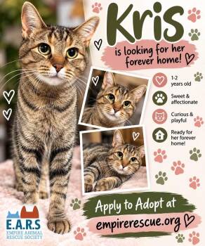 Kris -  Domestic Short Hair Cat for Adoption in Salamanca, New York - Kris | PetCurious