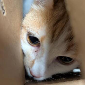 Kita -  Domestic Short Hair Cat for Adoption in Baltimore, Maryland - Kita | PetCurious