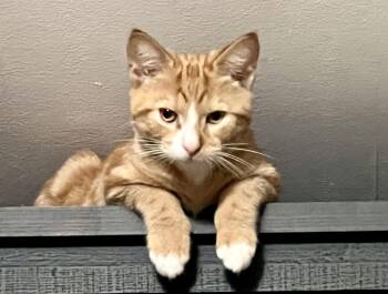 Tourmaline -  Domestic Short Hair Cat for Adoption in Andover, Connecticut - Tourmaline | PetCurious