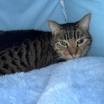 Gibbs -  Domestic Short Hair Cat for Adoption in Los Angeles, California - Gibbs | PetCurious