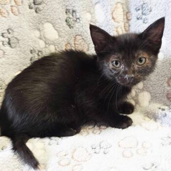 Prima Donna -  Domestic Short Hair Cat for Adoption in Mt. Juliet, Tennessee - Prima Donna | PetCurious