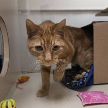Domestic Short Hair Cats Available for Adoption in Ballston Spa, New York - Sunny  # | PetCurious