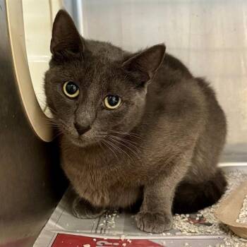 NATASHA -  Domestic Short Hair Cat for Adoption in Riverside, California - NATASHA | PetCurious