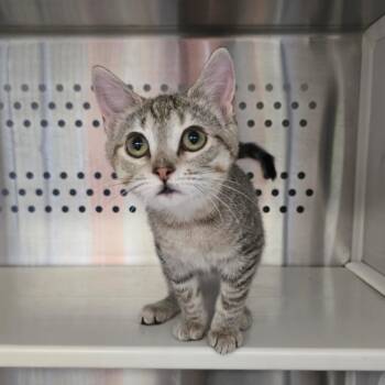 Talia -  Domestic Short Hair Cat for Adoption in Spokane, Washington - Talia | PetCurious