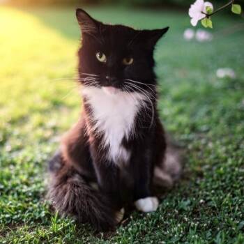 Rescue Domestic Medium Hair Cats for Adoption in Watertown, New York - Ziva | PetCurious