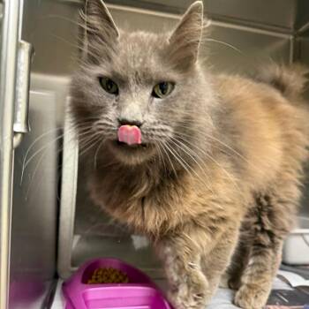 Domestic Long Hair Cats Available for Adoption - Jimmy | PetCurious