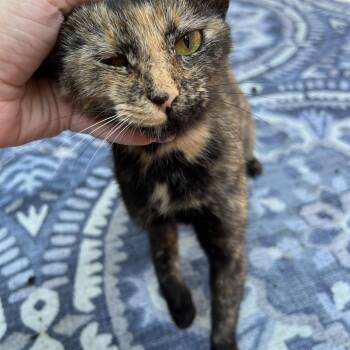Rosie -  Tortoiseshell Cat for Adoption in Columbia, South Carolina - Rosie | PetCurious