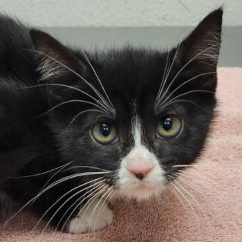Olive -  Domestic Short Hair Cat for Adoption in Eugene, Oregon - Olive | PetCurious