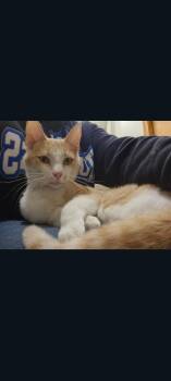Domestic Short Hair Cats Available for Adoption in Lewis Center, Ohio - Chico | PetCurious