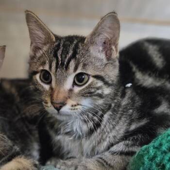 Paddy -  Domestic Short Hair Cat for Adoption in Lakewood, Colorado - Paddy | PetCurious