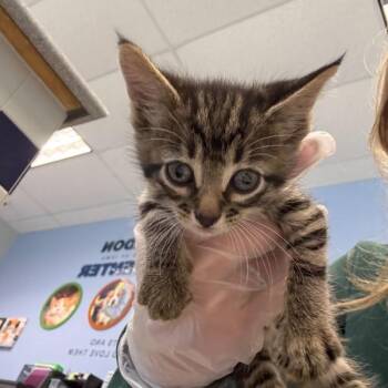Spiff -  Domestic Short Hair Cat for Adoption in Des Moines, Iowa - Spiff | PetCurious