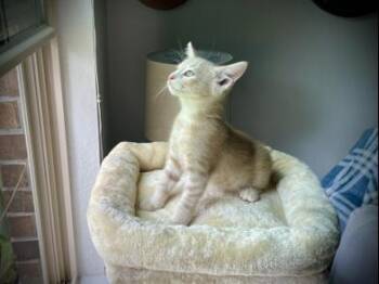 Almond Joy -  Domestic Short Hair Cat for Adoption in Liverpool, Texas - Almond Joy | PetCurious