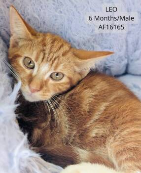 Leo -  Domestic Short Hair Cat for Adoption - Leo | PetCurious