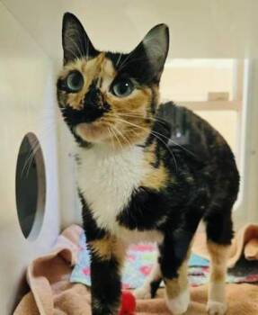Domestic Short Hair Cats Available for Adoption in Savannah, Georgia - Hyacinth | PetCurious
