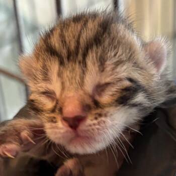 Brownie -  Domestic Short Hair Cat for Adoption in Durham, North Carolina - Brownie | PetCurious