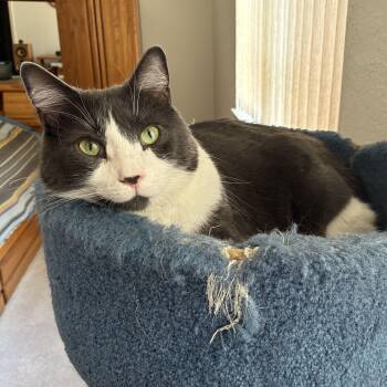 Domestic Short Hair Cats Available for Adoption in Unm, New Mexico - Gus | PetCurious