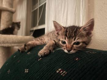 Carmy -  Domestic Short Hair Cat for Adoption in Chico, California - Carmy | PetCurious