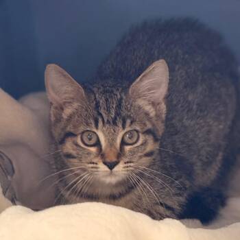 Domestic Short Hair Cats Available for Adoption in Goleta, California - Scorpio | PetCurious