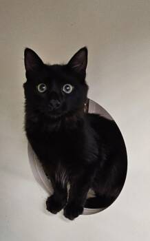 Stevie Nicks -  Domestic Medium Hair Cat for Adoption in Nashville, Tennessee - Stevie Nicks | PetCurious