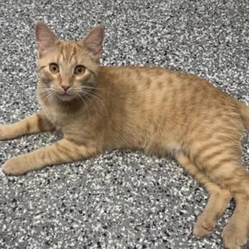 Domestic Short Hair Cats Available for Adoption - Dante | PetCurious