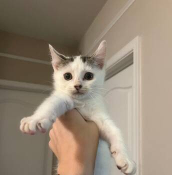 Rescue Domestic Short Hair Cats for Adoption in Coatesville, Pennsylvania - Toffee | PetCurious