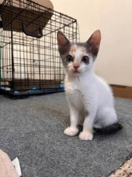 Artemis -  Domestic Short Hair Cat for Adoption in Houston, Texas - Artemis | PetCurious