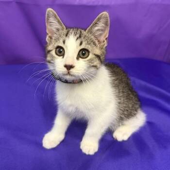 Squid -  Domestic Medium Hair Cat for Adoption in North Myrtle Beach, South Carolina - Squid | PetCurious