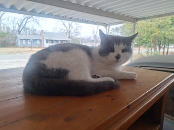 Domestic Medium Hair Cats Available for Adoption - Dave | PetCurious