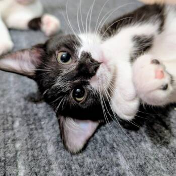 Bonbon -  Domestic Short Hair Cat for Adoption in Milan, Illinois - Bonbon | PetCurious
