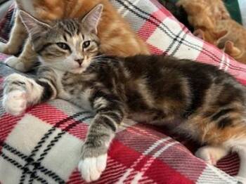 Domestic Short Hair Cats Available for Adoption in North Highlands, California - Chloe L | PetCurious