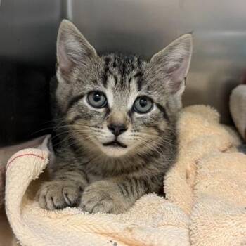 Chayote -  Domestic Short Hair Cat for Adoption in Richmond, Virginia - Chayote | PetCurious