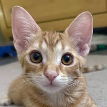 Pancake -  Domestic Short Hair Cat for Adoption in Crystal Lake, Illinois - Pancake | PetCurious