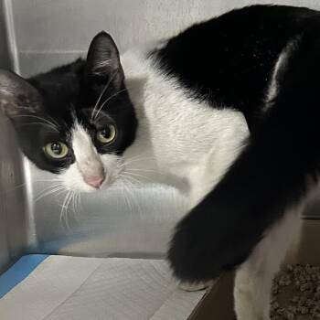 Domestic Short Hair Cats Available for Adoption in Newark, New Jersey - Maple | PetCurious