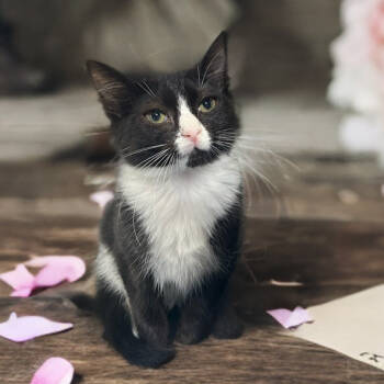 Rescue Domestic Short Hair Cats for Adoption in Mocksville, North Carolina - Nani | PetCurious