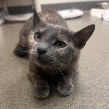 Domestic Short Hair Cats Available for Adoption in Rocky Mount, Virginia - Geisha | PetCurious